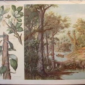 Pfeffer        Siphonia elastica & Piper nigrum 