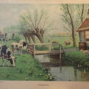  Herkauwers  (verkocht)