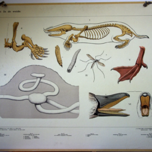 Bijplaat: In de weide (= achterkant van Op de heide)