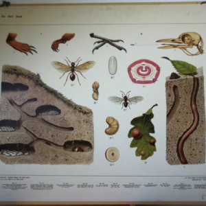 Bijplaat: In het Bos (= achterkant van Het Naardermeer)