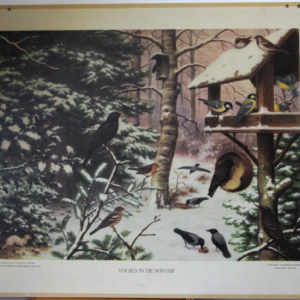 Vogels in de winter