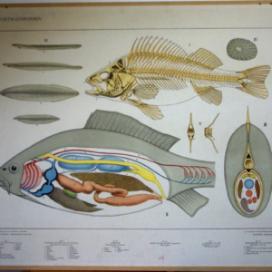 Bijplaat : Zoetwatervissen (= achterkant van Vogels in de winter)